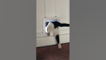 Meet Elvis using his cat flap for the first time