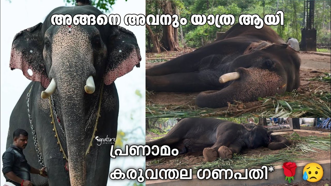 അങ്ങനെ അവനും പോയി😞 | കരുവന്തല ഗണപതി🌹🌹|karuvanthala ganapathy