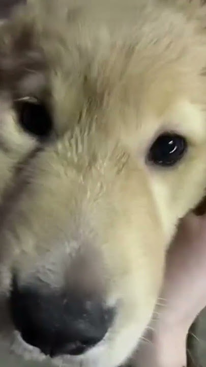 cutie pie 😍##trendingshorts #littleheart ##love #