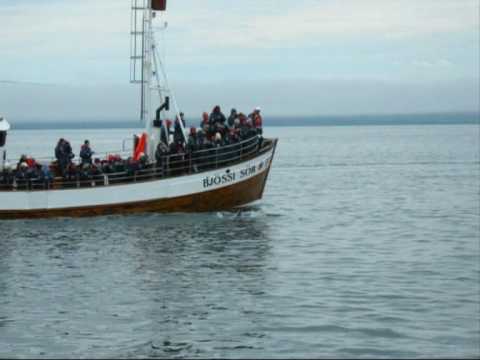 camera iphone 8 plus apk Humpback Whales and Harlequins - Speyside Wildlife, Iceland 2009