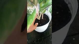 bedanya aglaonema dan dieffenbachia #shorts