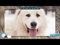 Pyrenean Mastiff 🐶🐾 Everything Dog Breeds 🐾🐶 の動画、YouTube動画。