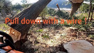 file309『ワイヤーで引き倒す！』師匠と RINGYOU！～小さな林業～