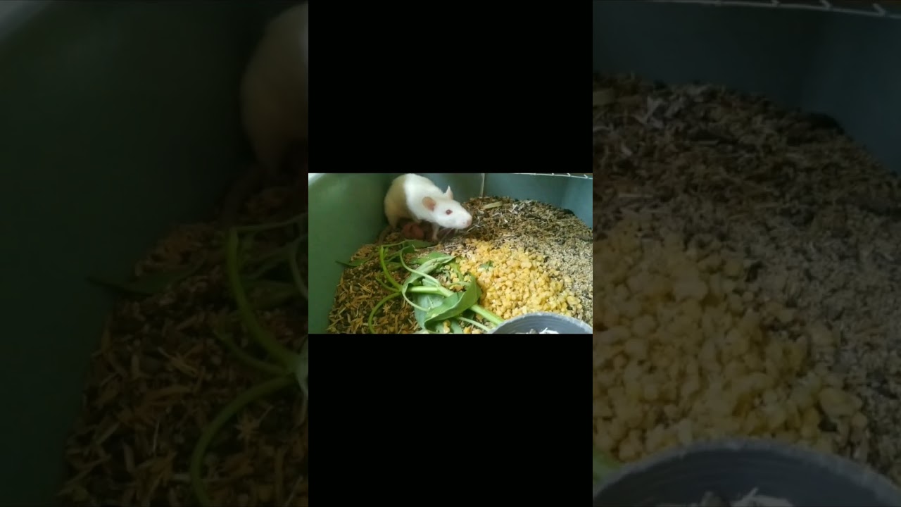 Breeding/Beternak Tikus Asf Rat