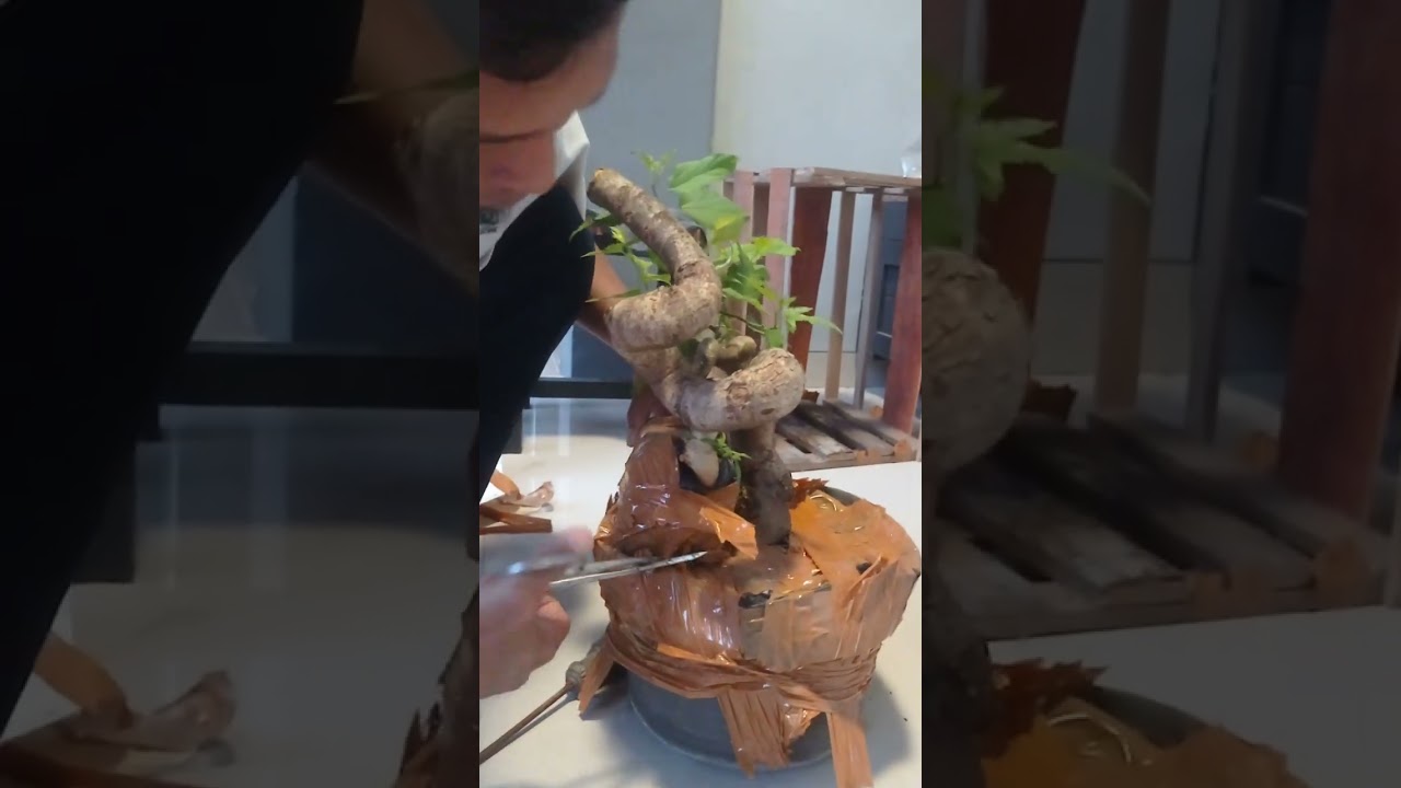 Unboxing ulmus mikro, Kaliandra Suriname, murbei trisula