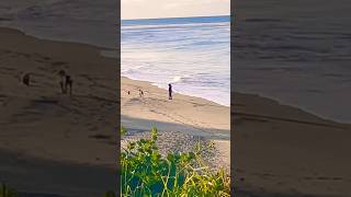 April 16, 2026 Pat Benatar We Belong at The Beach NorCal Santa Cruz CA #socal #beach