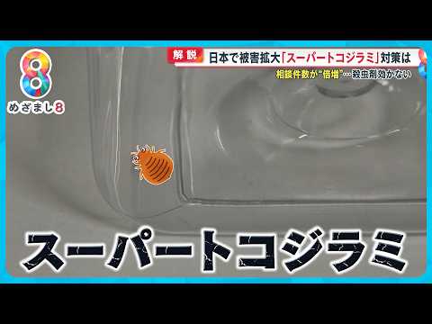 【解説】日本で被害拡大「スーパートコジラミ」対策は？相談件数が倍増…殺虫剤効かない【めざまし８ニュース】