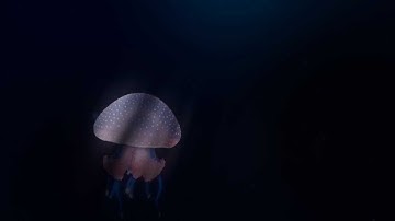 Jellyfish in After Effects