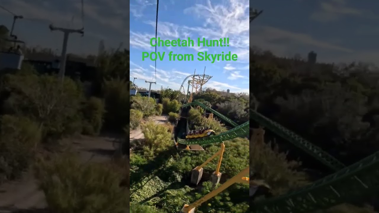 Cheetah Hunt from Skyride POV 2024 