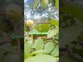 #goiaba #orgánico #roçaraiz #caipira #vidanaroça #agro #frutas
