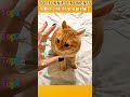 Funniest AnimalsMoments#funnyanimals #animalcomedy #dog#funny#funnyanimals#funnypets#animals