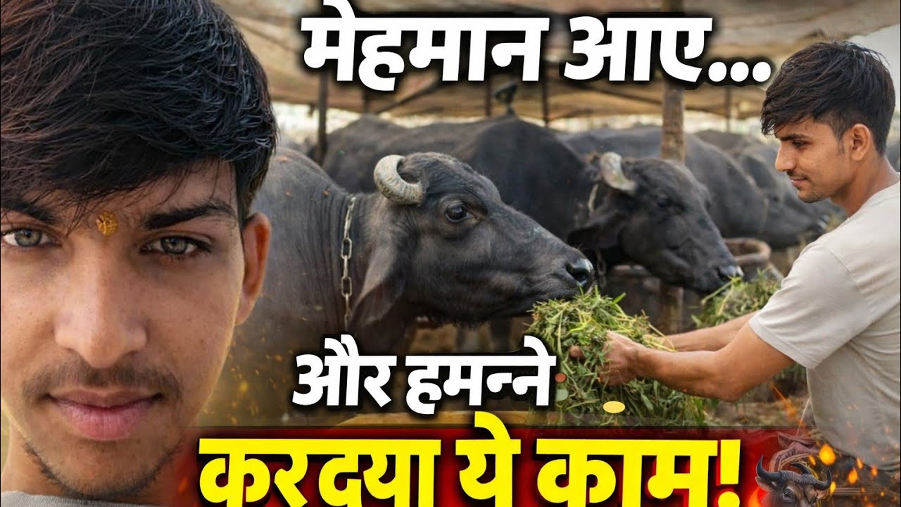 “Guests at Night, Village Duties in the Morning 🐃🌾”