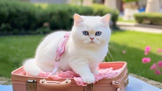 Harp Music for Cats to Relax 😺 Relaxing Cat Music Mix, Calming Aid for Relaxation, Deep Sleep