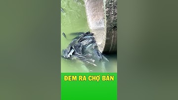 Tại sao hồ đầy cá rô phi béo múp mà không ai dám ăn?