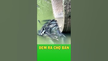 Tại sao hồ đầy cá rô phi béo múp mà không ai dám ăn?
