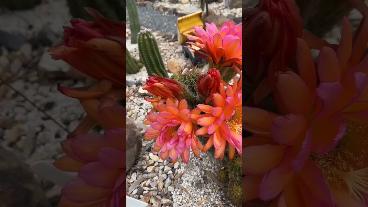 Blooming cactus 💖 repost video: livesculptures 