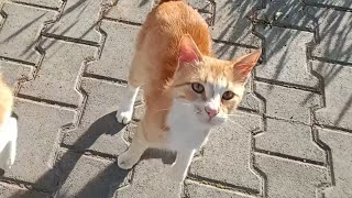 Cute Stray Cats Came To Me and Asked Me For Food!