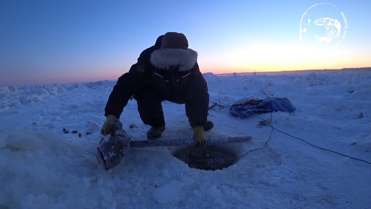 перемет + Налим = Макса! Якутия! река Лена Yakutia Lena river