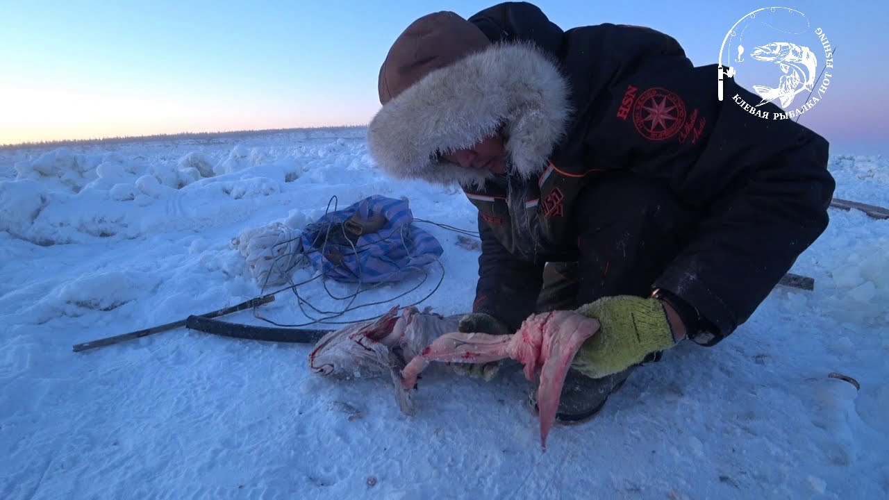 перемет + Налим = Макса! Якутия! река Лена Yakutia Lena river