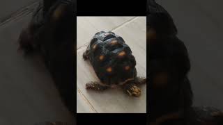 El Beeper Funk (Super Slowed)