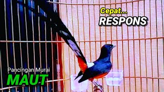SUARA MURAI BATU TRAH JUARA untuk Pancingan Murai Batu agar BUNYI DAN EMOSI pasti NYAUT