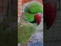 #love #parrot #greenparrot #cuteparrot
