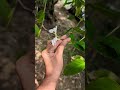 Bamboo Flower SubhanAllah 