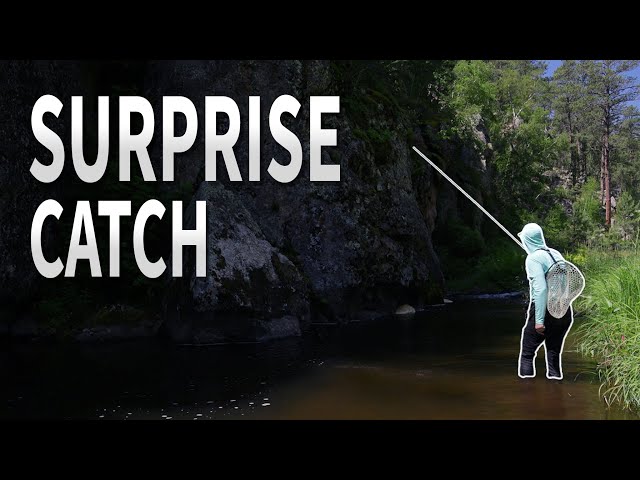 Tenkara Fishing the Black Hills (TONS of Trout + A SURPRISE Catch) 