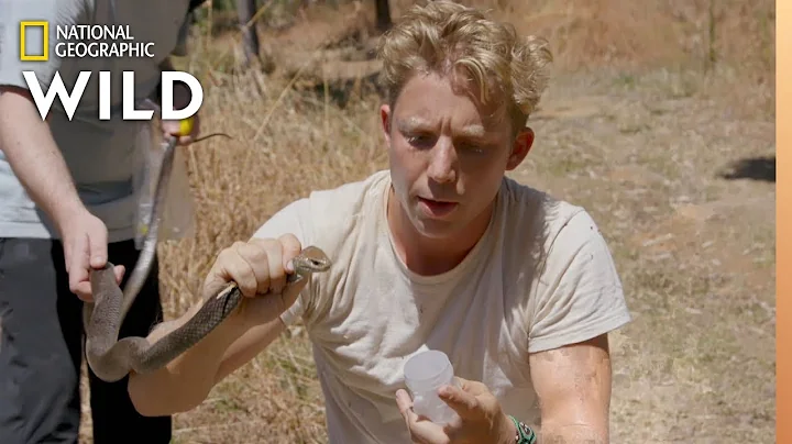 The Second Deadliest Snake in Australia | Out Ther...