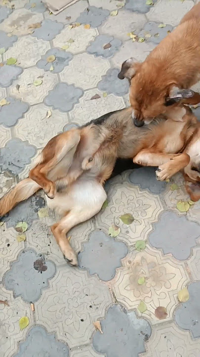 dog love)))