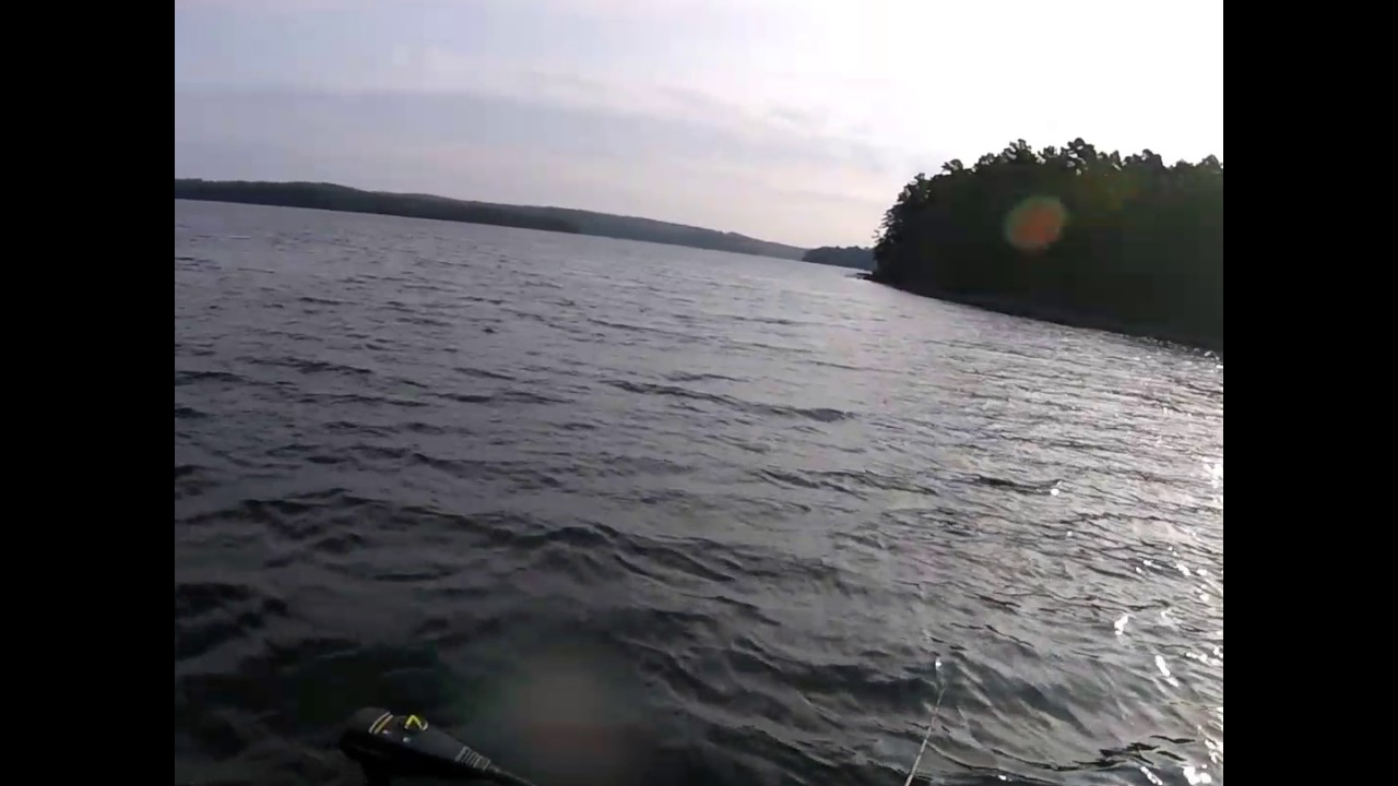 White Bass on Lake Maumelle YouTube