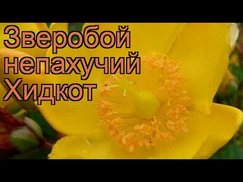 Video: Hypericum - Medicinal And Ornamental Plants