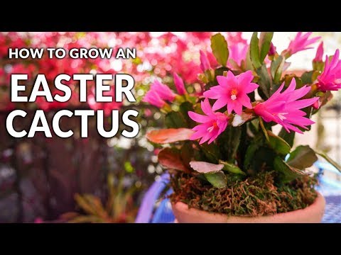 Video: Cactusverzorging voor Pasen - Tips voor het kweken van een paascactusplant