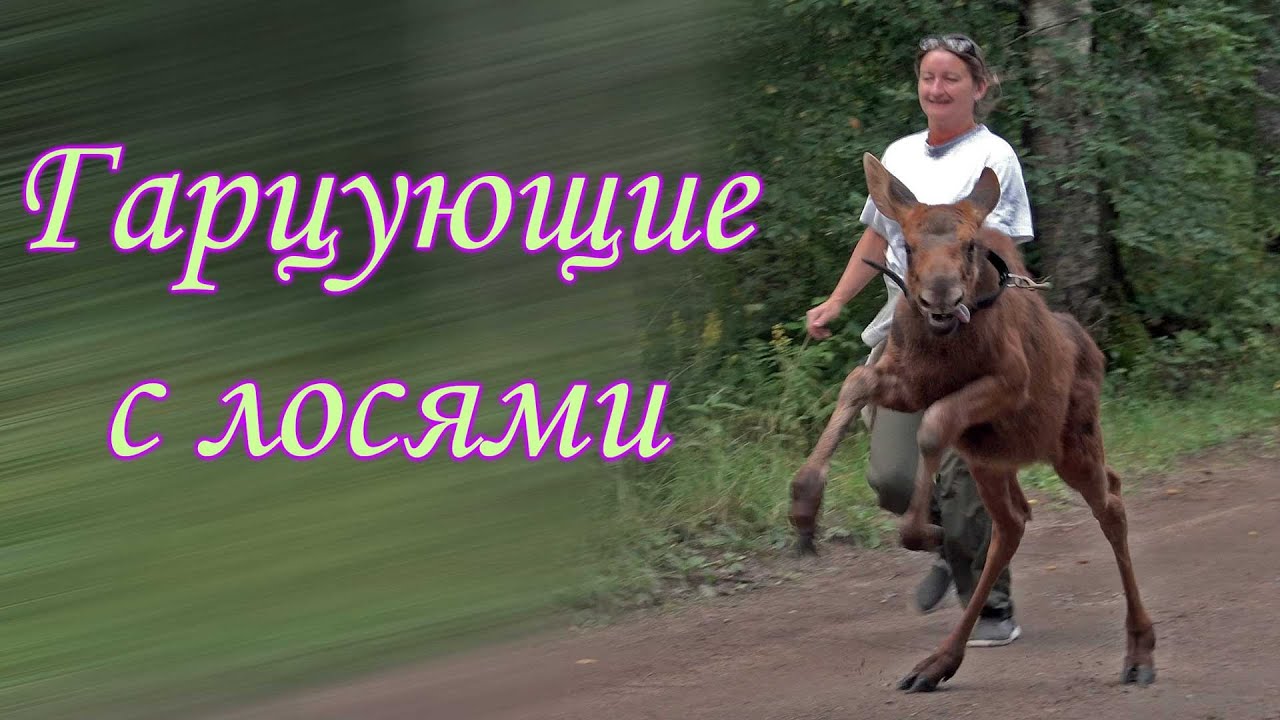 Мандроги на машине
