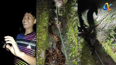 Python rescued by locals and handed to Forest and Wildlife Dept