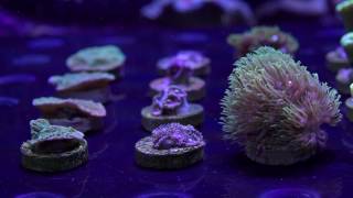 Five Pretty, Tough and Easy Keeper Beginner Corals