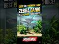 Kyun hai ye Fish sabse best? 🤔 #Shorts#ZebraDanio#PlantedTank#AquariumIndia#FishKeeping#Aquascape