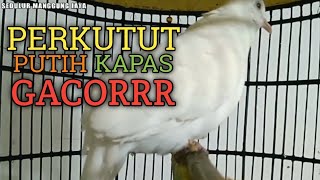 Perkutut putih kapas gacor suara MERDU - MERAYU