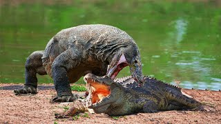 Who Wins - The Crocodile Vs The Komodo Dragon