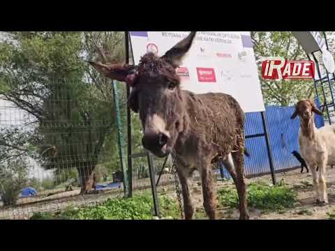 Sivas'ta Ölüme Terk Edilen Eşeğe HAYTAP Sahip Çıkmıştı! İlk Görüntüler Geldi