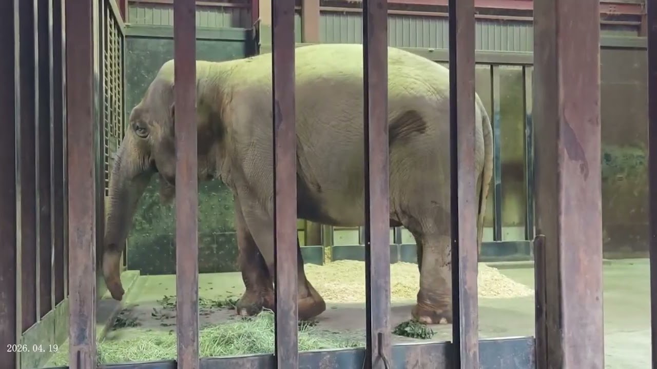 2026.04.19 17:00 ズゼ 閉園（※Tさん撮影）
