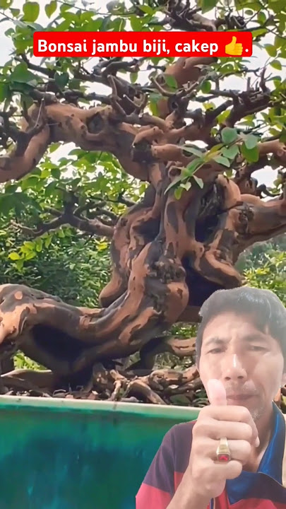 Bonsai jambu biji dengan kesan sangat tua, cakep 👍.#bonsaiasia #bonsaitree #bonsaijambubiji .