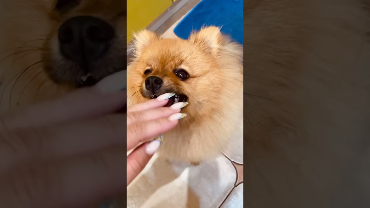 #денежныйшпиц