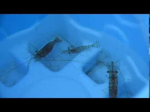 Video: Rast In Razmnoževanje Severovzhodnega Atlantskega Ključnega Značaja Vrste Patella Aspera (Mollusca: Patellogastropoda)