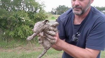 A dirty animal was found on the side of the road, and when it was washed, a surprise awaited them!