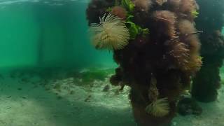 VR Exploring under Henley Beach Jetty screenshot 5