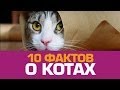 10 милых фактов о КОТАХ