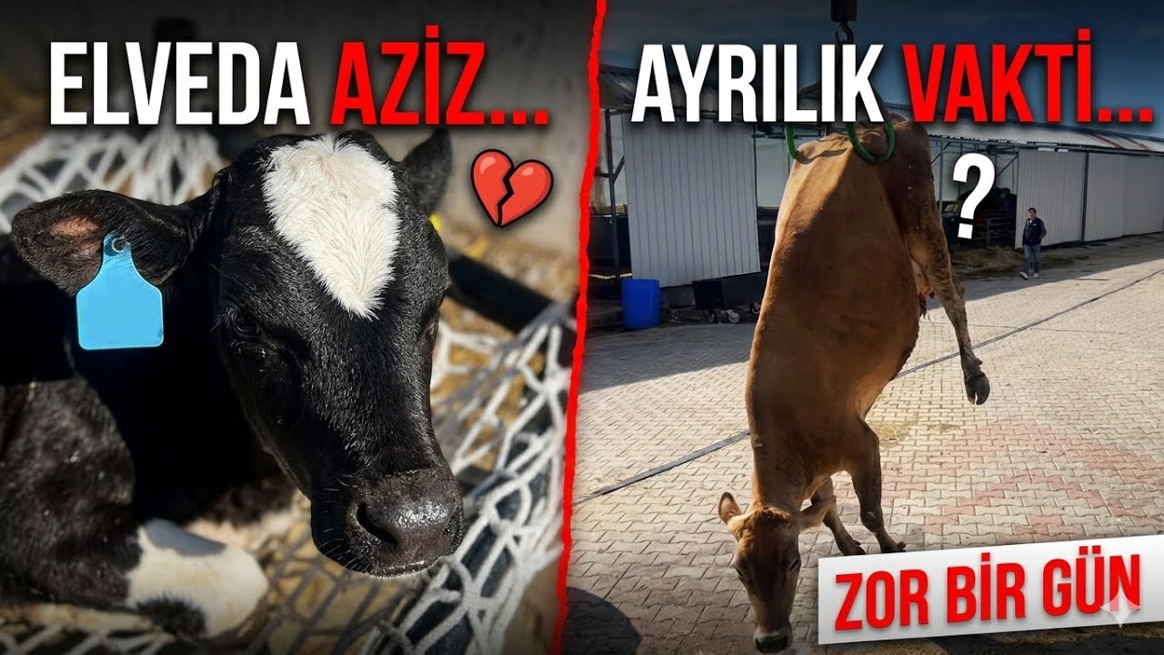 Çiftlikte Mücadele: Aziz Öldü, 12 Buzağı Hasta/septik mastit olan inek kesime gitti
