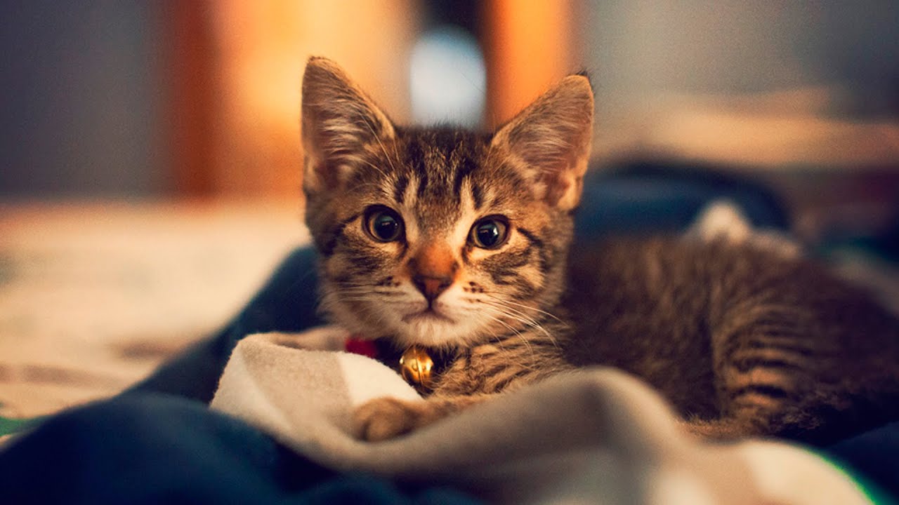 Cats Falling Asleep 2 YouTube