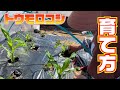 大きなトウモロコシにする為には初期成育が大事！【トウモロコシ】【ゴールドラッシュ】【アワノメイガ】【とうもろこし】【栽培方法】